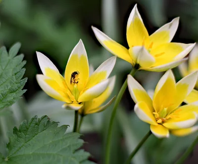 morning flowers